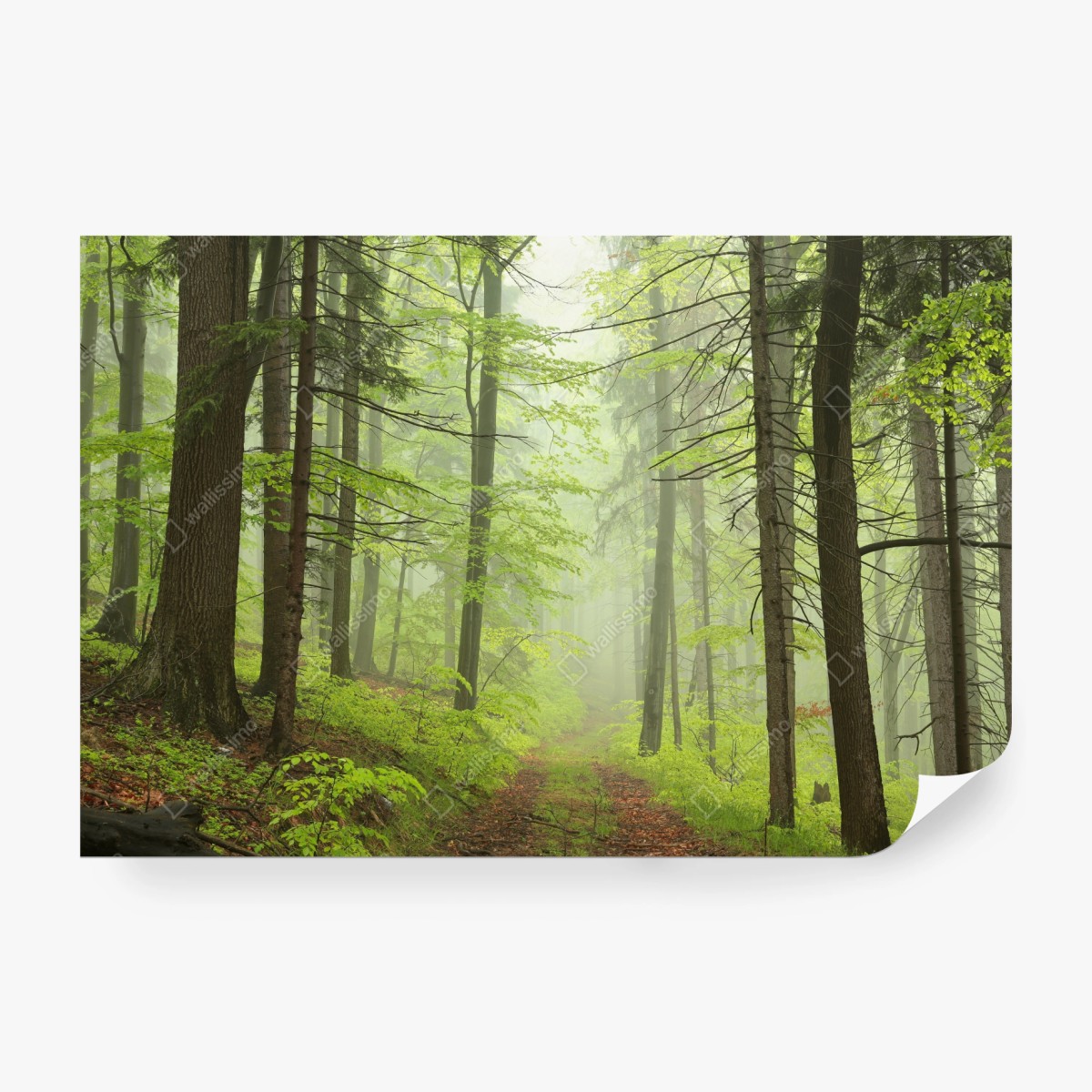 Fototapeta mglisty zielony leśny szlak – Wallissimo®