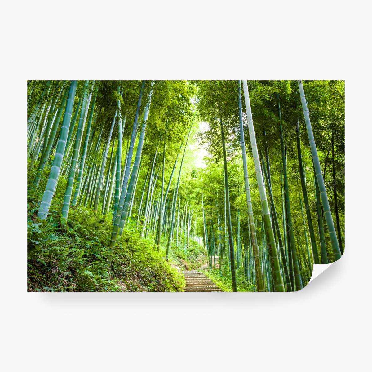 Fototapeta spokojna ścieżka w bambusowym lesie – Wallissimo®