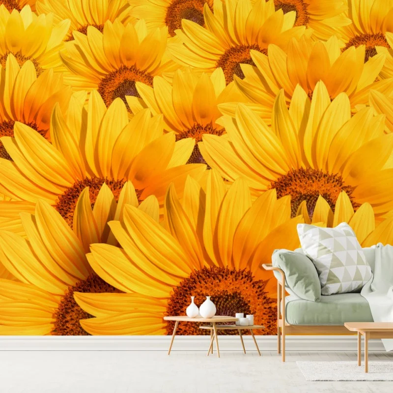 Fototapeta złote pole słoneczników