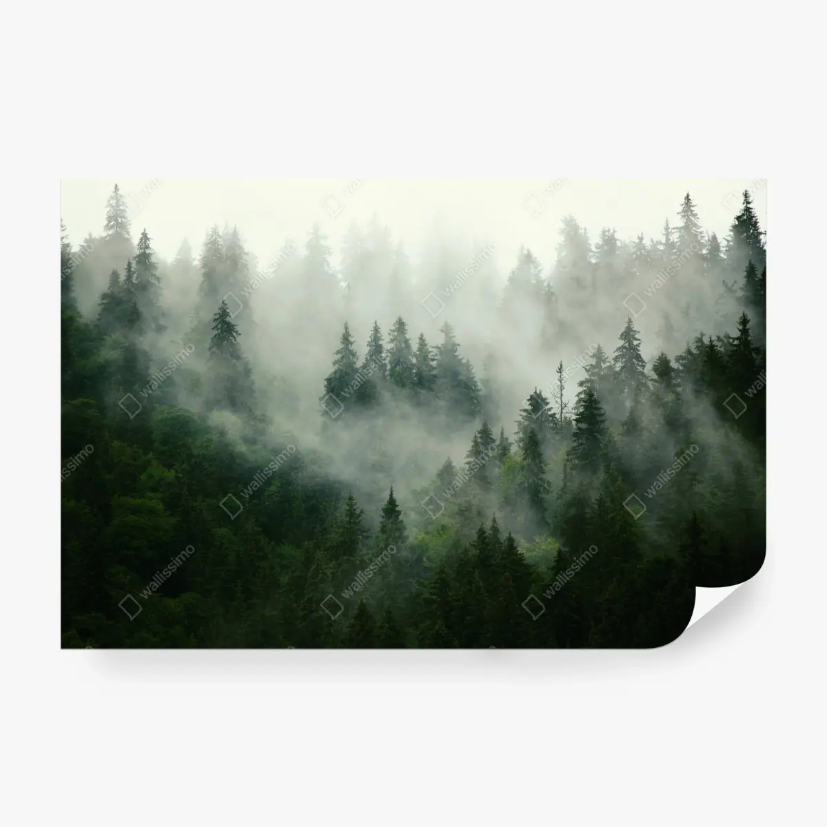 Fototapeta mglisty iglasty las – Wallissimo®