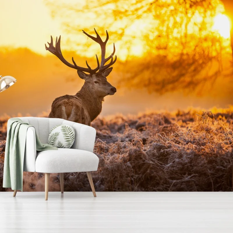 Fototapeta złoty jeleń o świcie