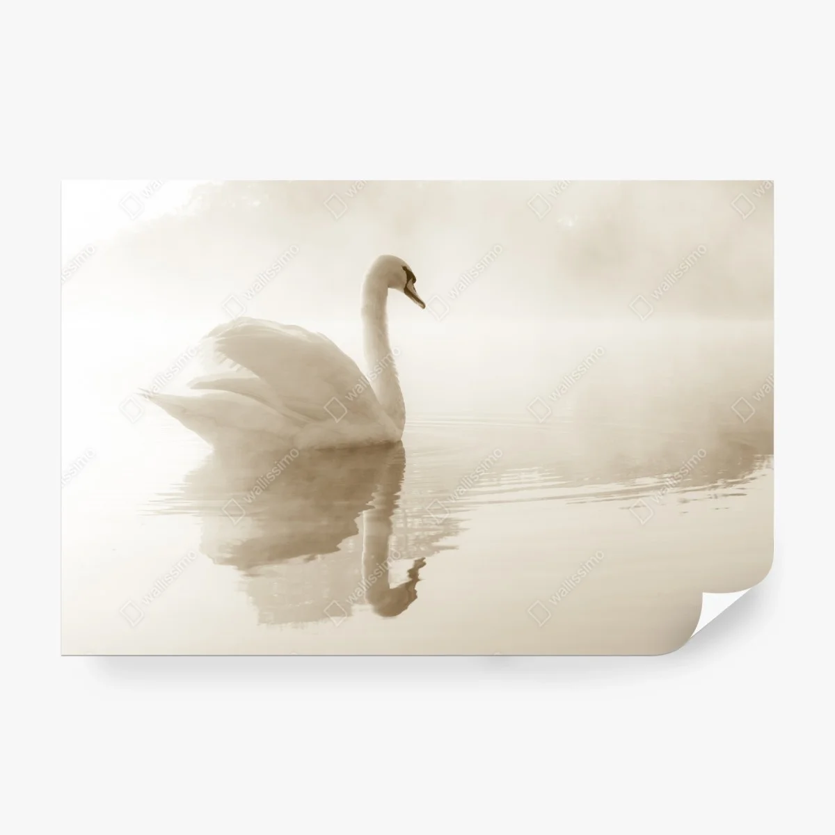Fototapeta elegancki łabędź we mgle – Wallissimo® Fototapeta elegancki łabędź we mgle – Wallissimo®
