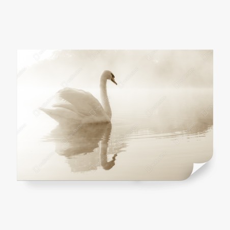 Fototapeta elegancki łabędź we mgle – Wallissimo®