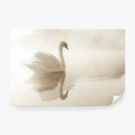 Fototapeta elegancki łabędź we mgle – Wallissimo®
