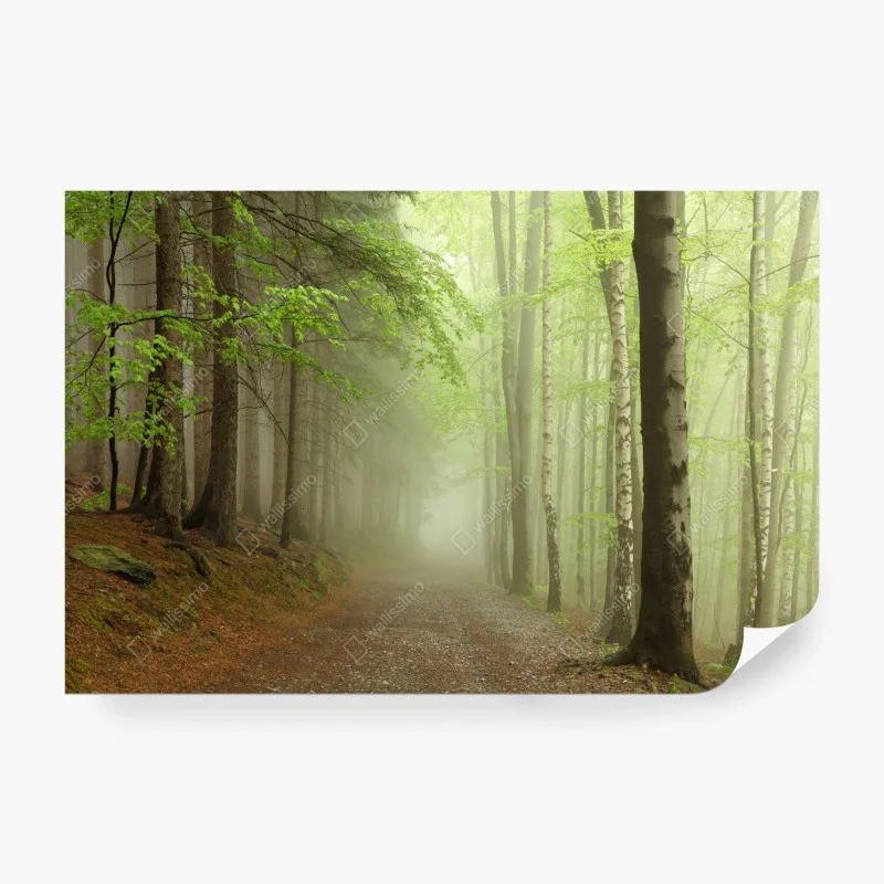 Fototapeta mglisty leśny szlak
