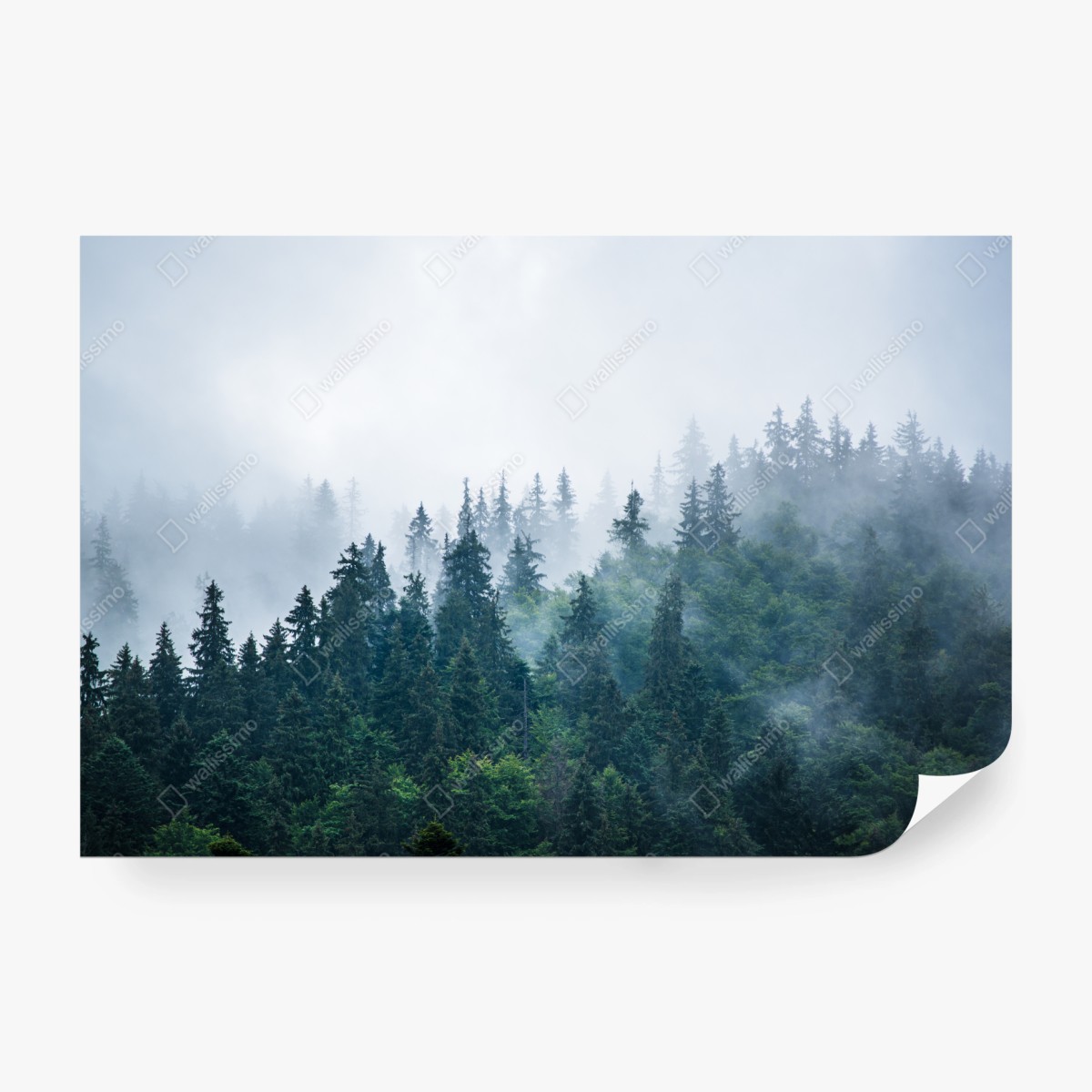 Fototapeta mglisty las iglasty – Wallissimo®