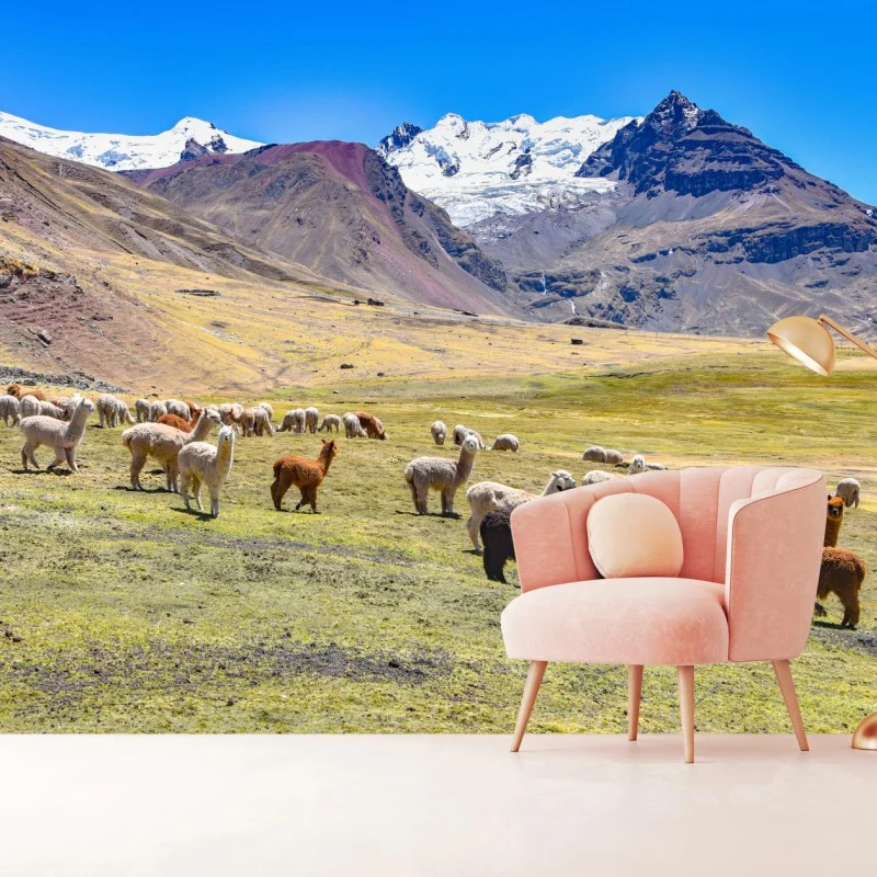 Fototapeta alpaki i lamy pasące się przy Mt Ausangate, Cusco