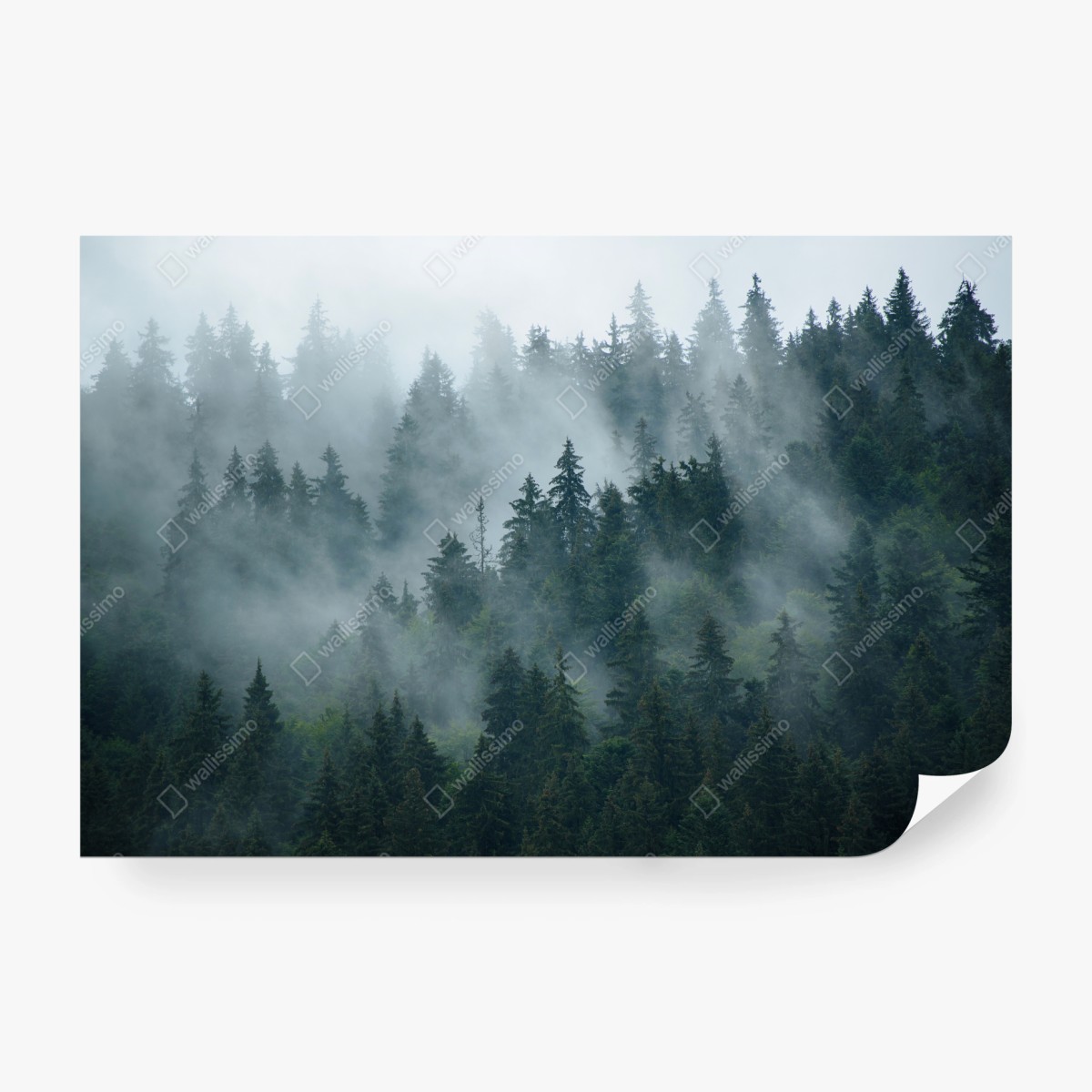 Fototapeta mglisty iglasty las – Wallissimo®