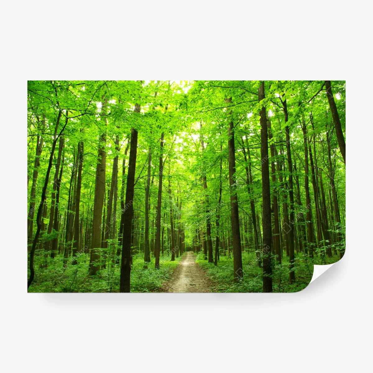 Fototapeta spokojna leśna ścieżka – Wallissimo®