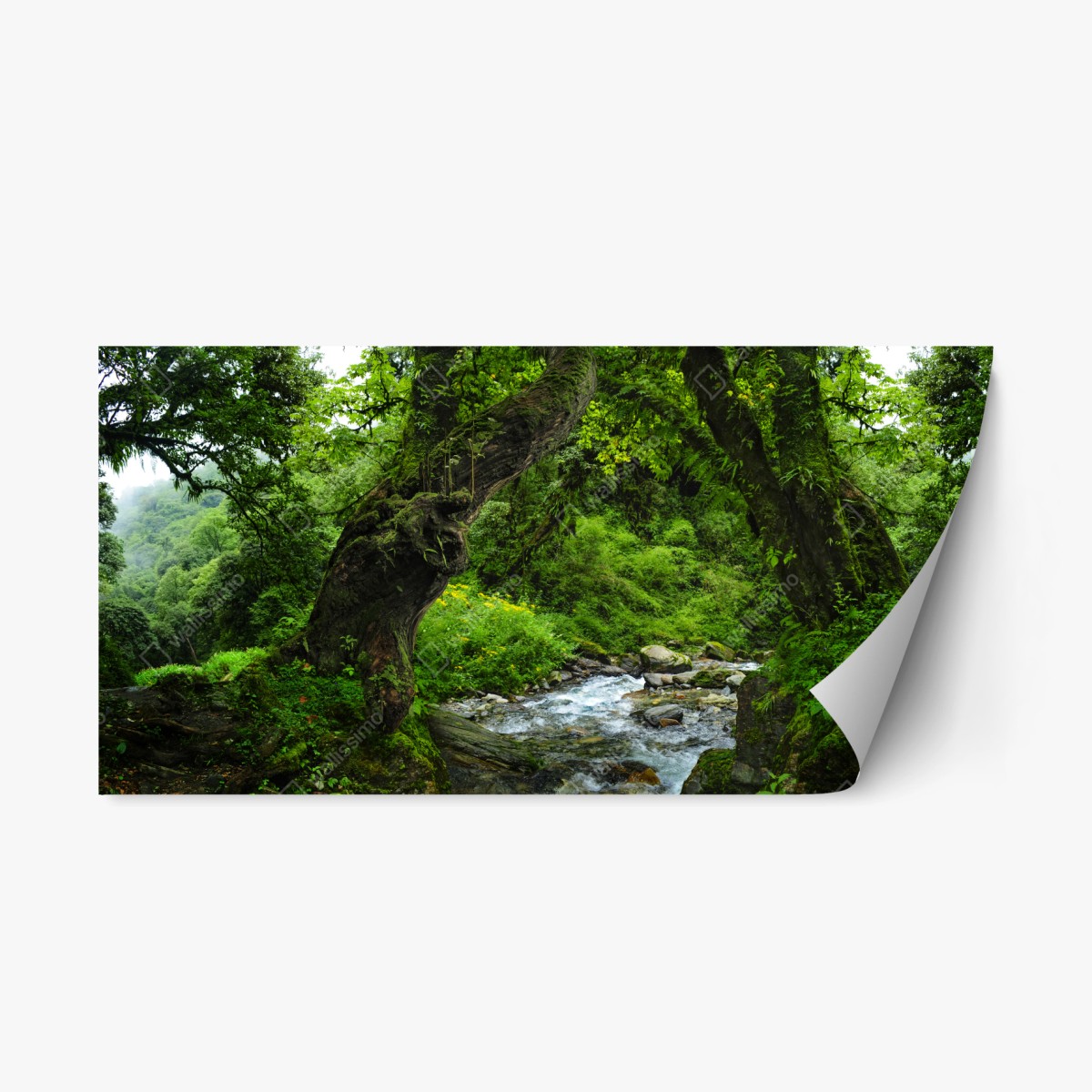 Naklejka repozycjonowalna mszysty leśny strumień panorama – Wallissimo® Naklejka repozycjonowalna mszysty leśny strumień panorama – Wallissimo®