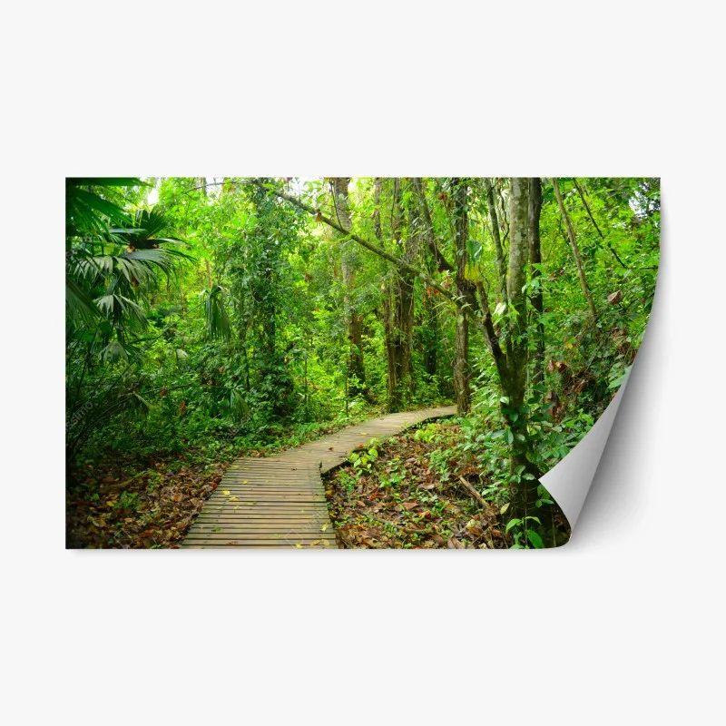 Naklejka repozycjonowalna tropikalna kładka w bujnym lesie