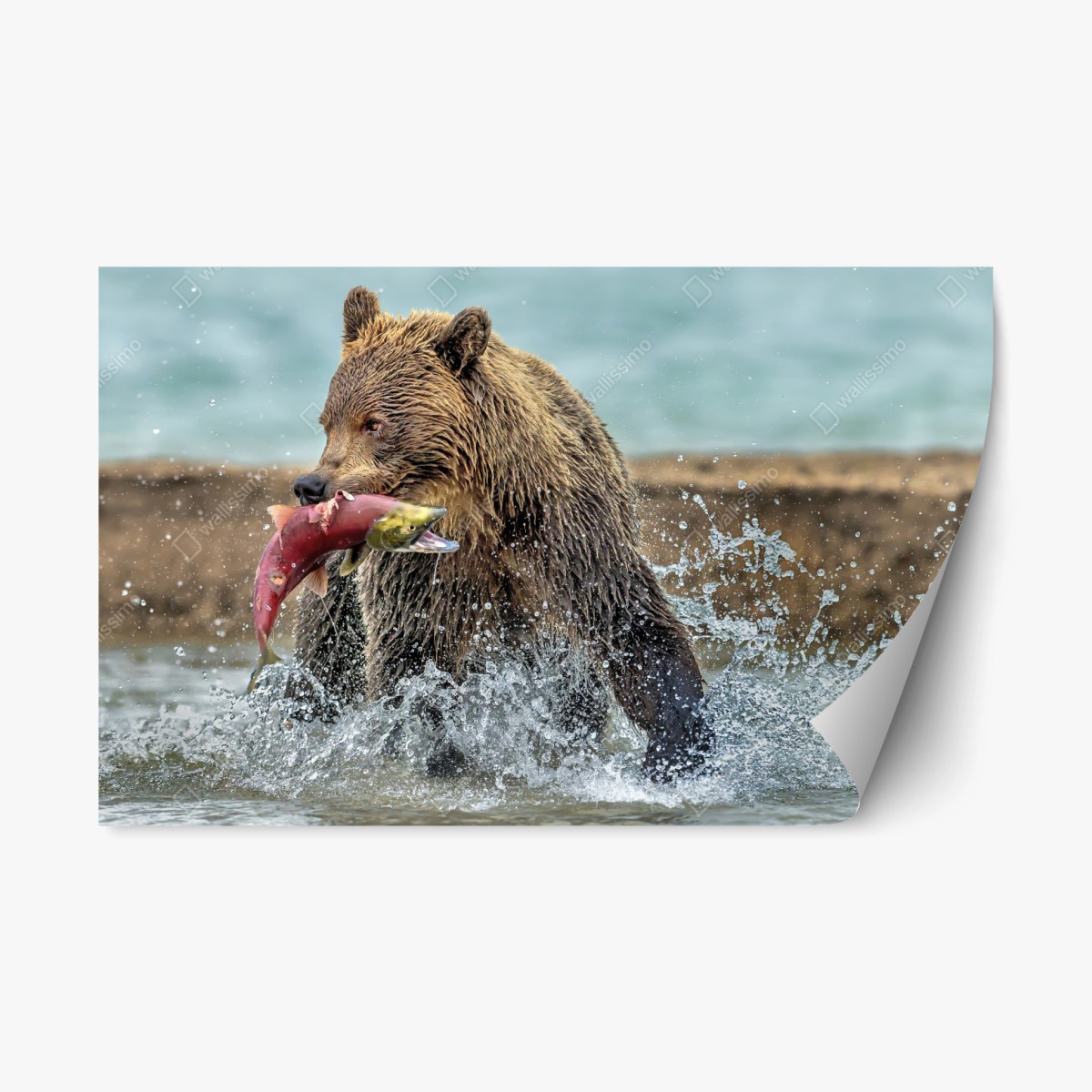Naklejka repozycjonowalna niedźwiedź łapiący łososia w rzece – Wallissimo®