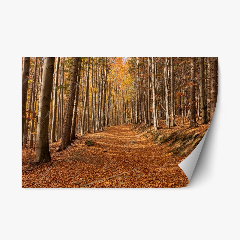Naklejka repozycjonowalna jesienna ścieżka leśna w złotych liściach