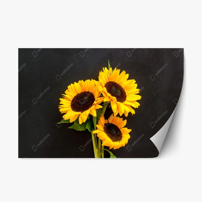 Naklejka repozycjonowalna słoneczniki na czarnym tle