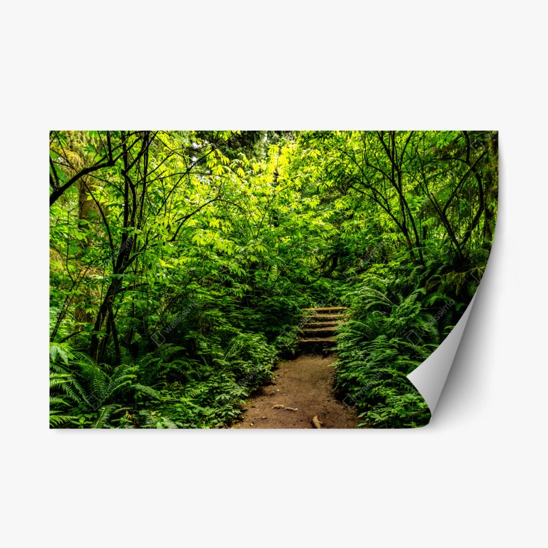 Naklejka repozycjonowalna bujna leśna ścieżka