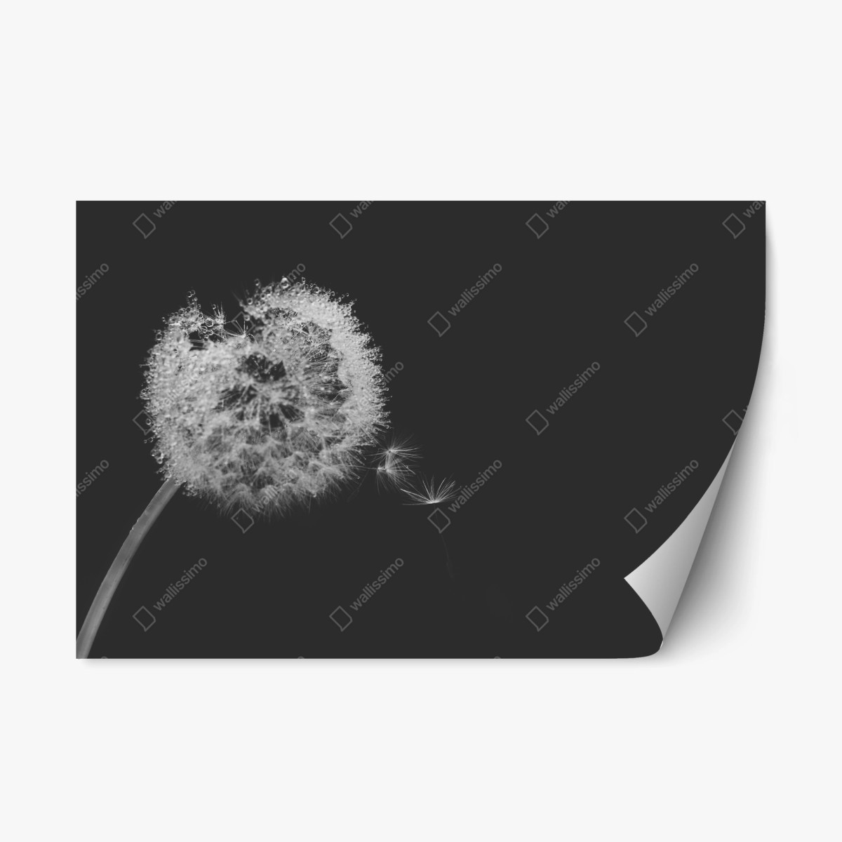 Naklejka repozycjonowalna delikatny dmuchawiec w monochromie – Wallissimo®