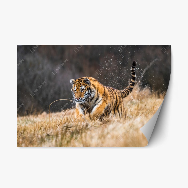 Naklejka repozycjonowalna tygrys Syberyjski w biegu