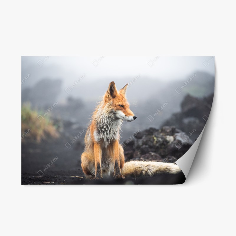 Naklejka repozycjonowalna rudy lis w mglistym krajobrazie