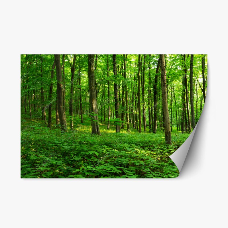 Naklejka repozycjonowalna słoneczny zielony las wiosną