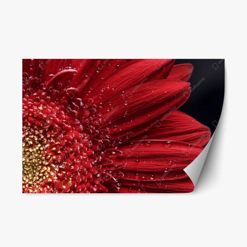 Naklejka repozycjonowalna czerwona gerbera makro z kroplami rosy