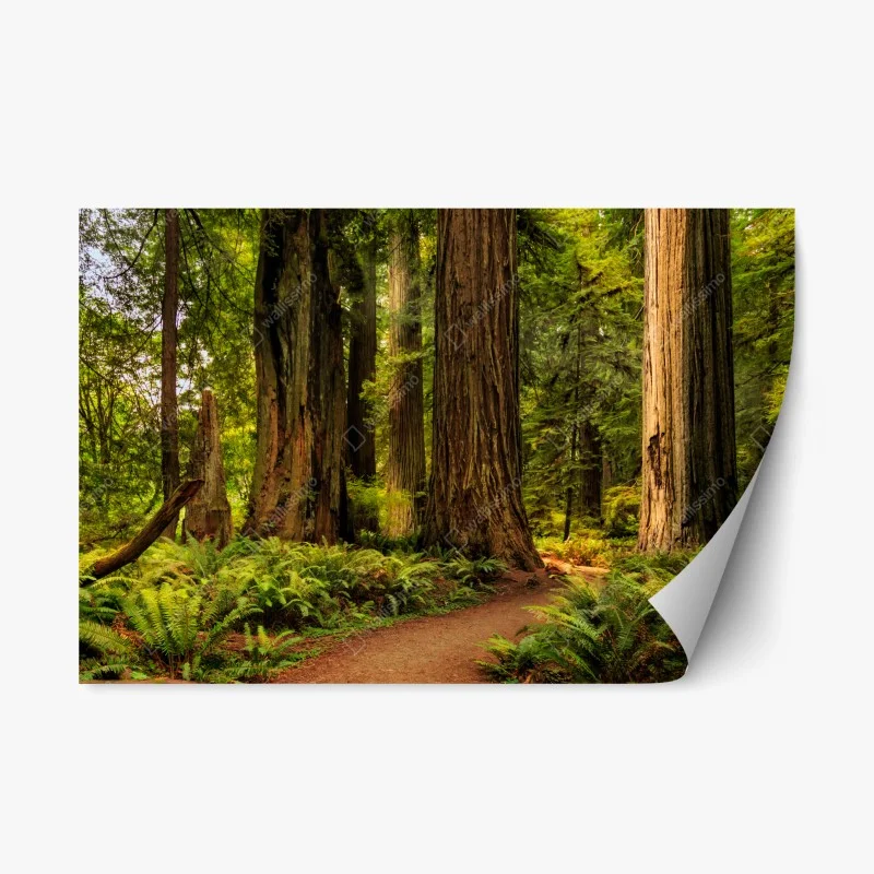 Naklejka repozycjonowalna Kalifornia sekwoje leśna ścieżka