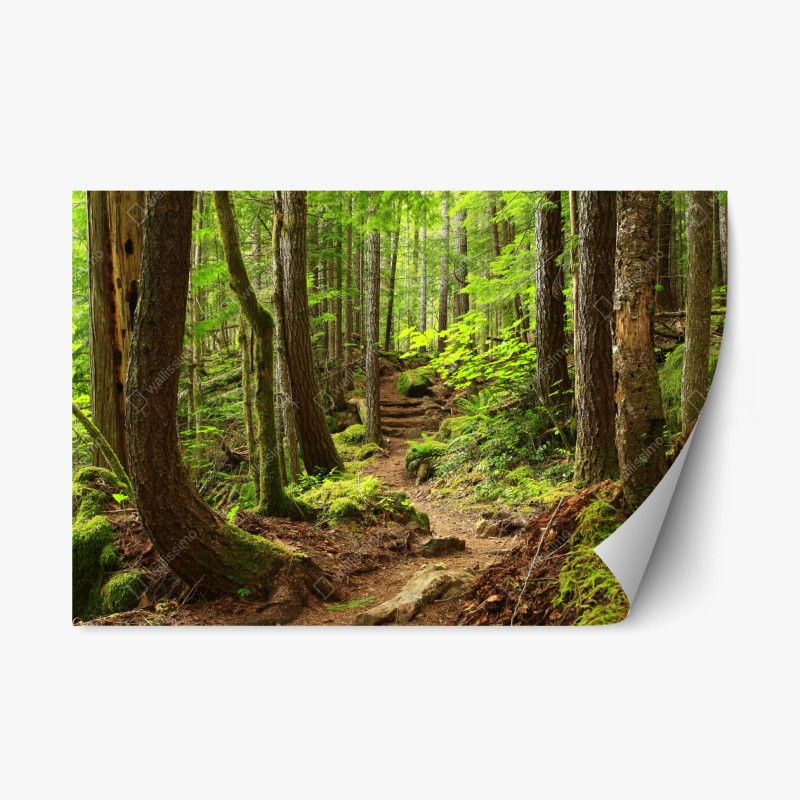 Naklejka repozycjonowalna mchowa leśna ścieżka