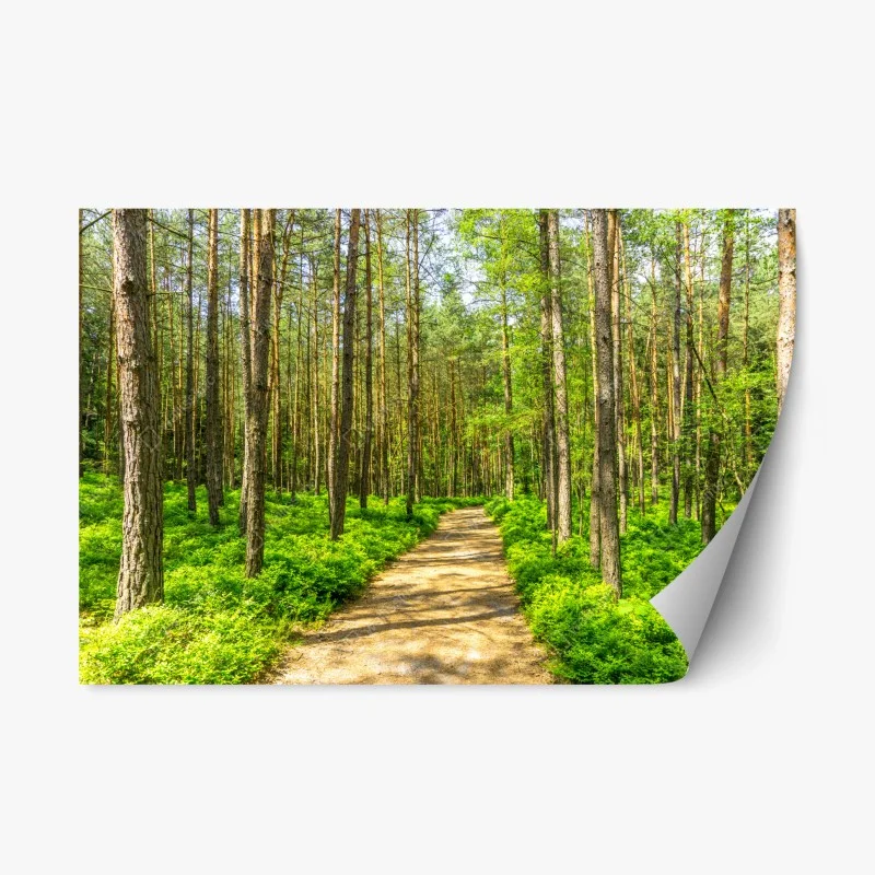 Naklejka repozycjonowalna słoneczna leśna ścieżka wśród sosen