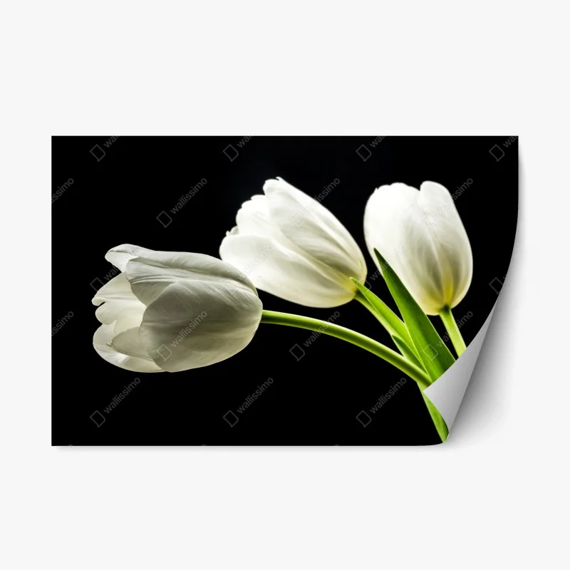 Naklejka repozycjonowalna eleganckie białe tulipany na czarnym tle