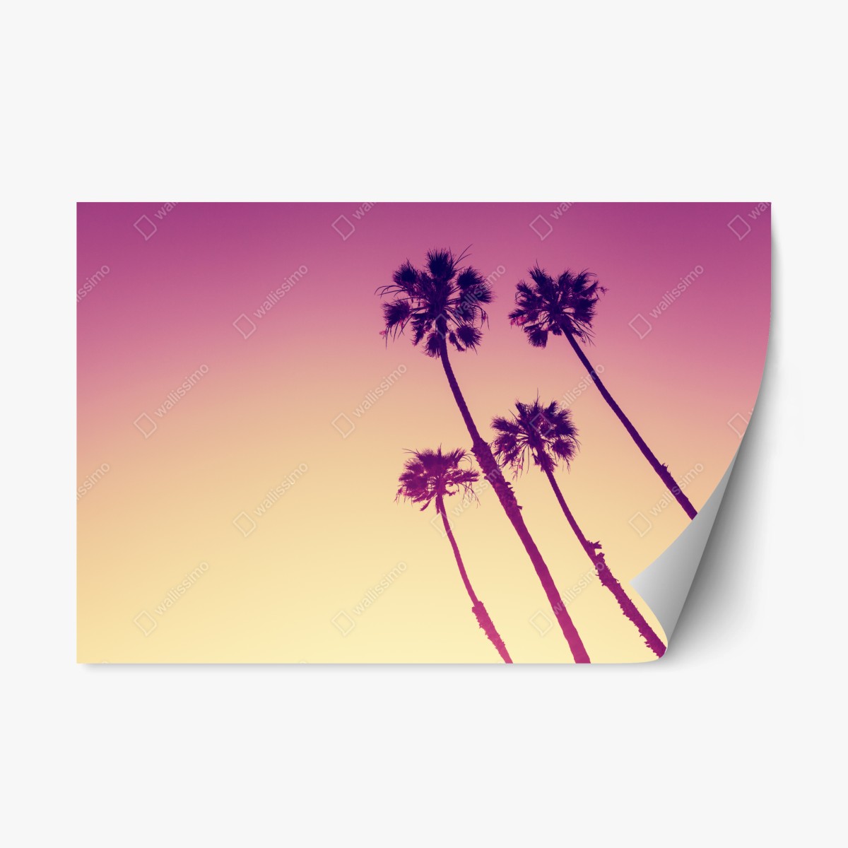 Naklejka repozycjonowalna palmy z Kalifornii na Sunset Cliffs – Wallissimo®
