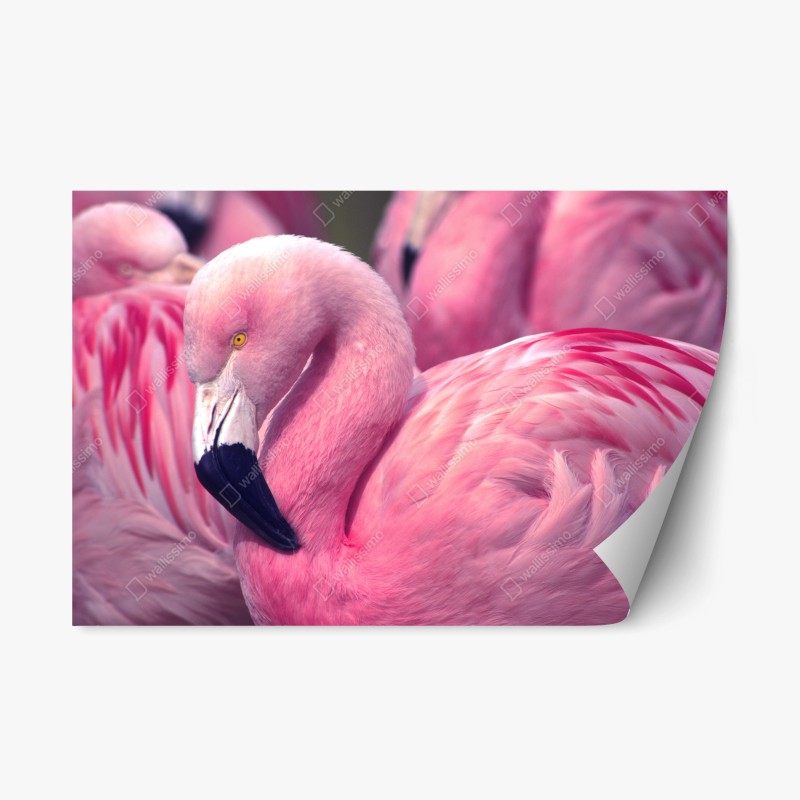 Naklejka repozycjonowalna różowy flaming z bliska