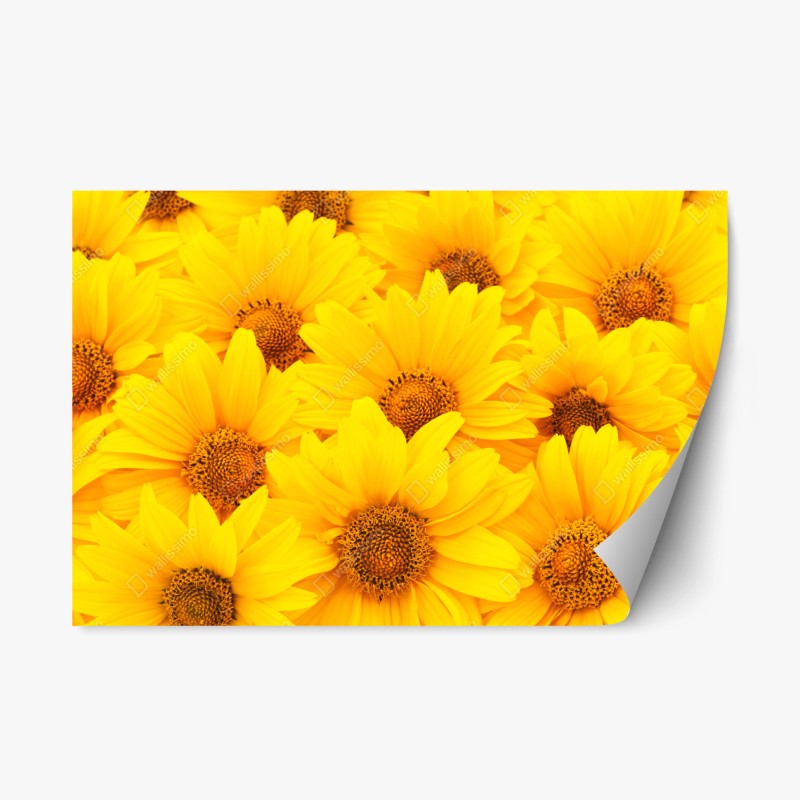 Naklejka repozycjonowalna intensywne żółte słoneczniki w zbliżeniu