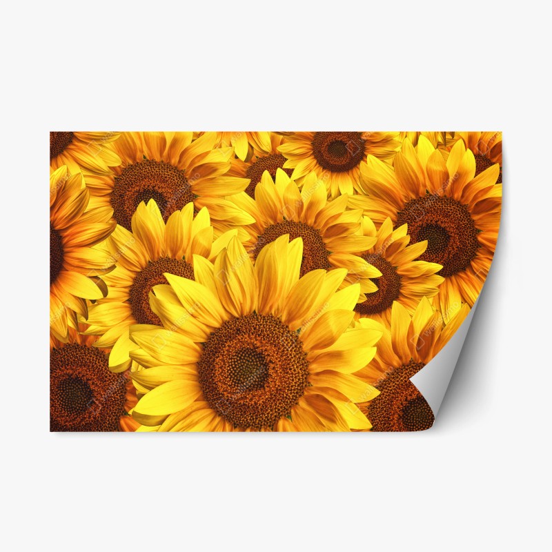 Naklejka repozycjonowalna złoty kwiat słonecznika