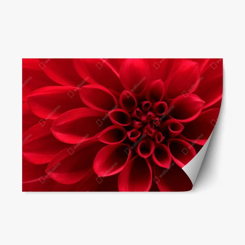 Naklejka repozycjonowalna zbliżenie czerwonej dalii