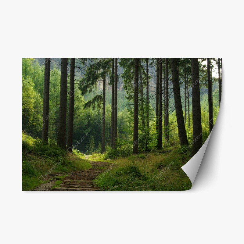 Naklejka repozycjonowalna spokojna leśna ścieżka