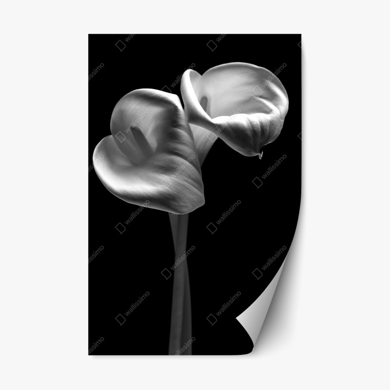 Naklejka repozycjonowalna eleganckie kielichy kalii w monochromie