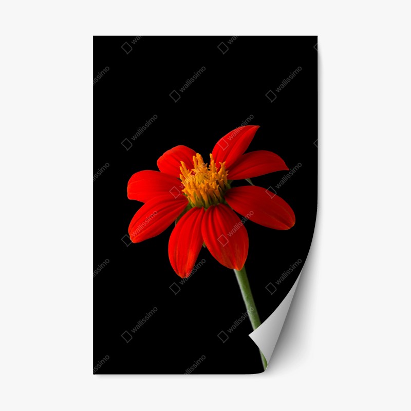 Naklejka repozycjonowalna żywy słonecznik meksykański na czarnym tle