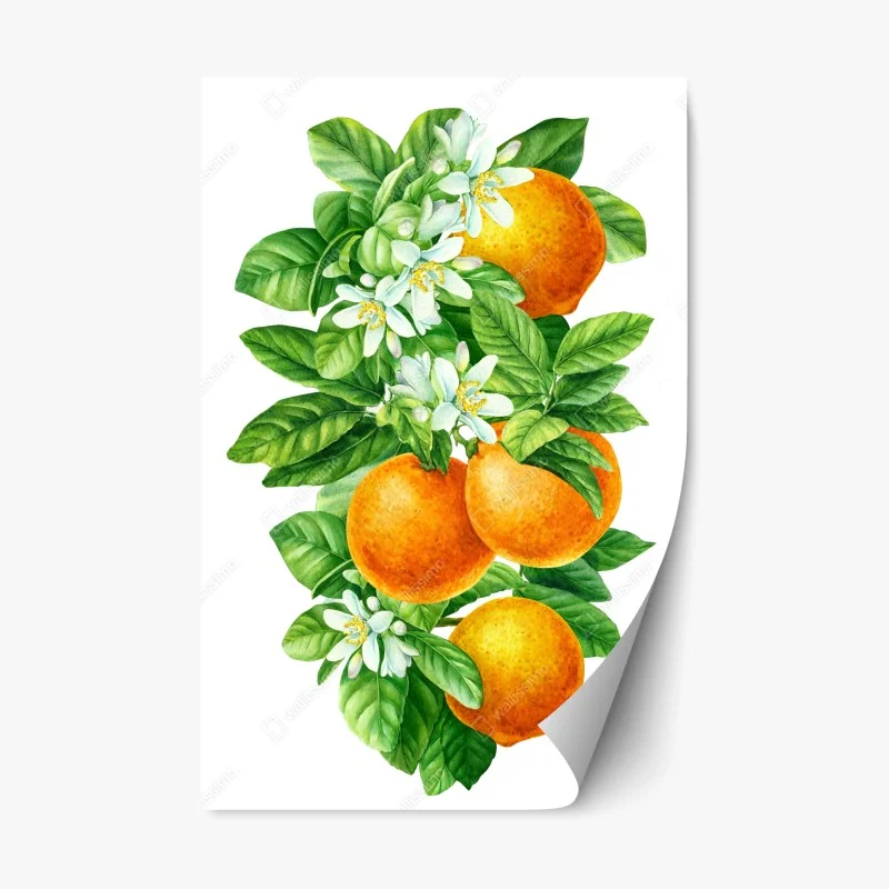 Naklejka repozycjonowalna kwiaty cytrusów i dojrzałe pomarańcze