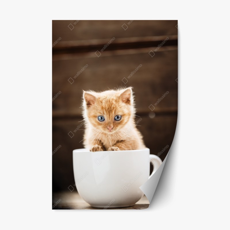 Naklejka repozycjonowalna rudy kociak w filiżance