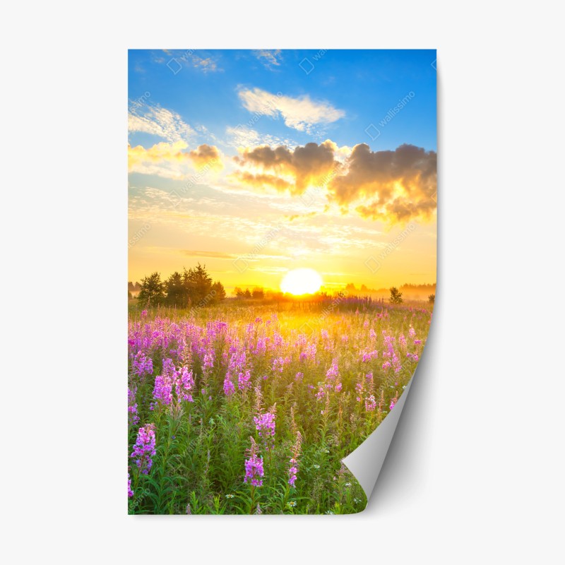 Naklejka repozycjonowalna wschód słońca nad łąką pełną fioletowych kwiatów