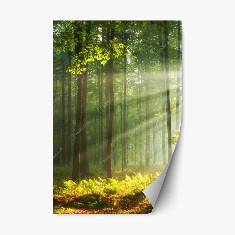 Naklejka repozycjonowalna poranne światło w lesie