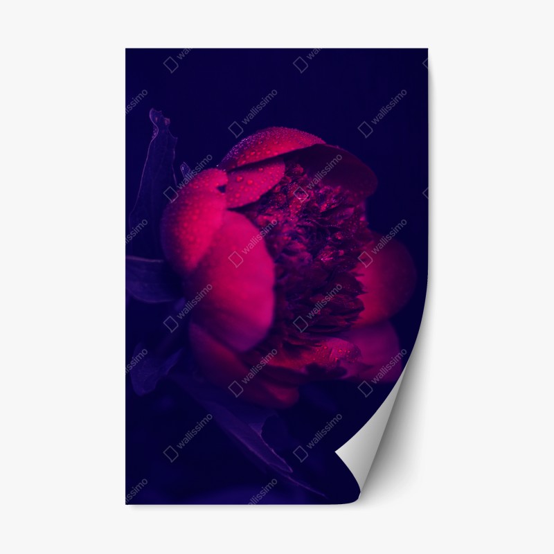 Naklejka repozycjonowalna nastrojowa różowa piwonia zbliżenie