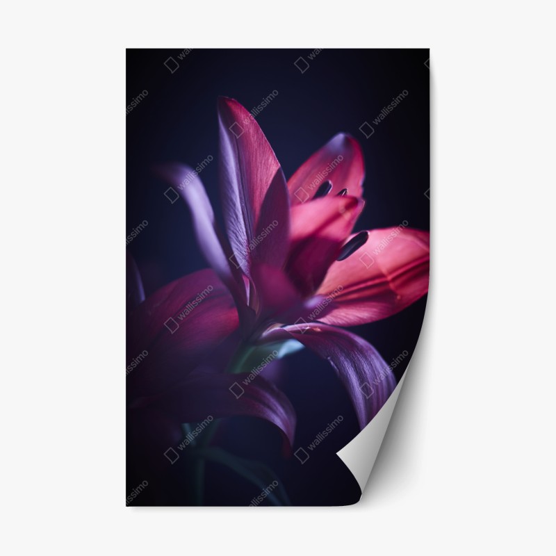 Naklejka repozycjonowalna czerwona lilia w półmroku