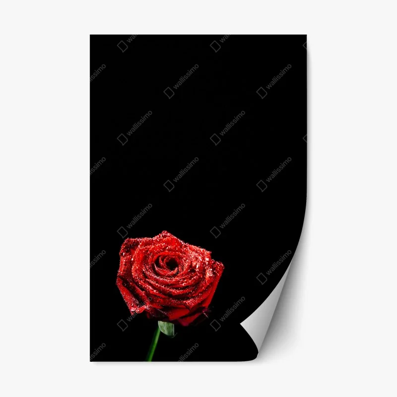 Naklejka repozycjonowalna czerwona róża z kroplami rosy na czarnym tle