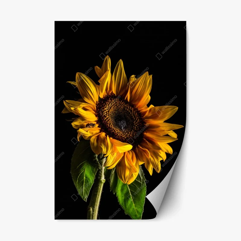 Naklejka repozycjonowalna złoty słonecznik w zbliżeniu