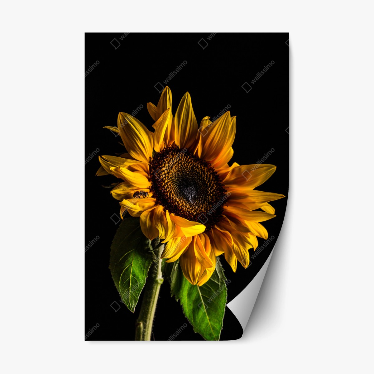 Naklejka repozycjonowalna złoty słonecznik w zbliżeniu – Wallissimo®