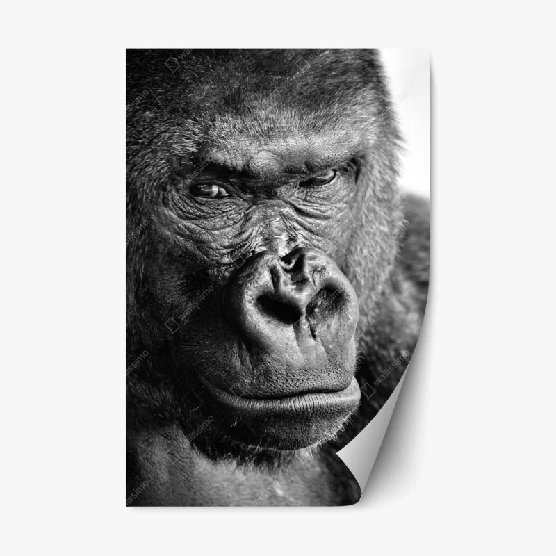 Naklejka repozycjonowalna intensywny portret goryla w czerni i bieli