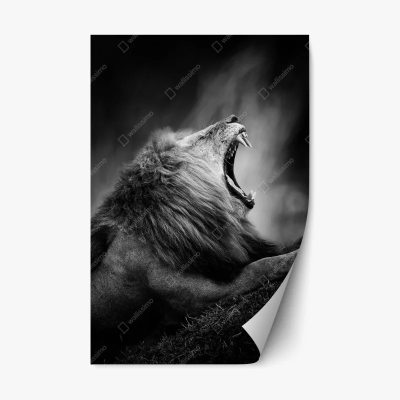 Naklejka repozycjonowalna majestatyczny ryczący lew w monochromie
