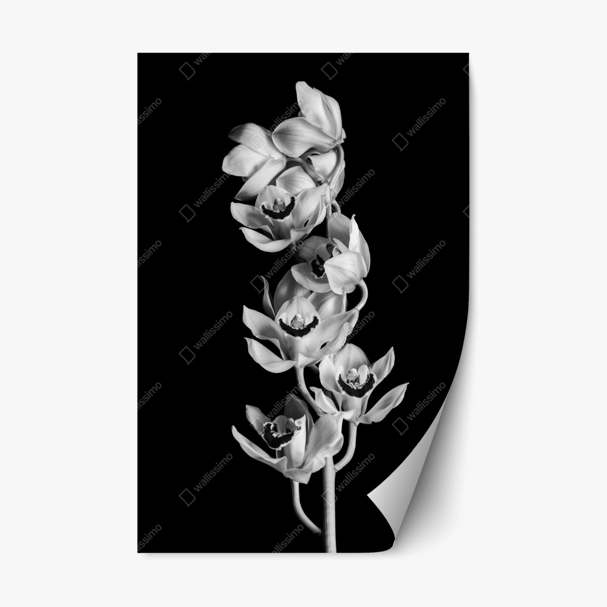 Naklejka repozycjonowalna elegancka monochromatyczna gałąź orchidei – Wallissimo®