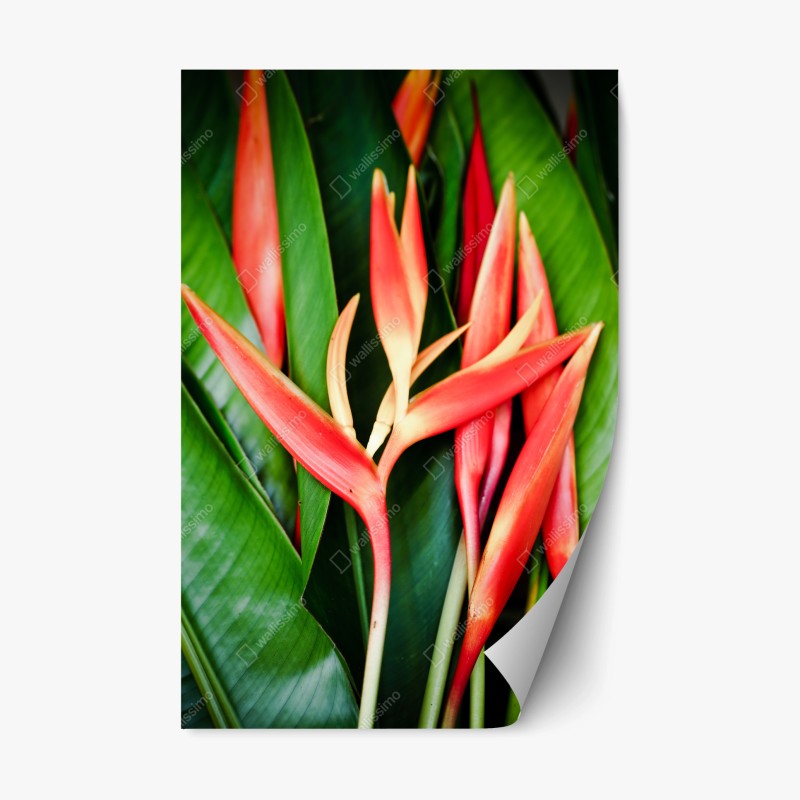 Naklejka repozycjonowalna żywe tropikalne kwiaty heliconia