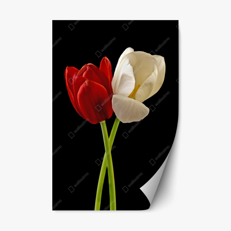Naklejka repozycjonowalna czerwono-białe tulipany na czarnym tle